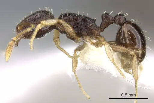 Tetramorium buthrum specimen CASENT0280864 image casent0280864_3