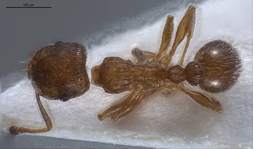 Tetramorium caespitum specimen ANTWEB1008487 image antweb1008487_1
