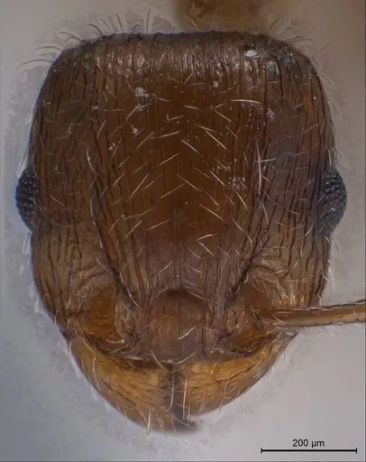 Tetramorium caespitum specimen ANTWEB1008487 image antweb1008487_3
