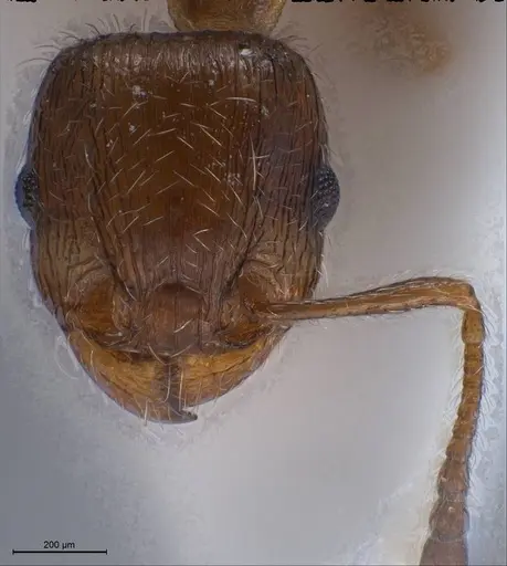Tetramorium caespitum specimen ANTWEB1008487 image antweb1008487_4