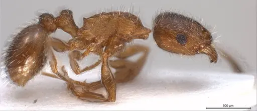 Tetramorium caespitum specimen ANTWEB1008487 image antweb1008487_5