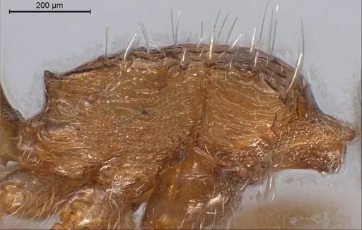 Tetramorium caespitum specimen ANTWEB1008487 image antweb1008487_6