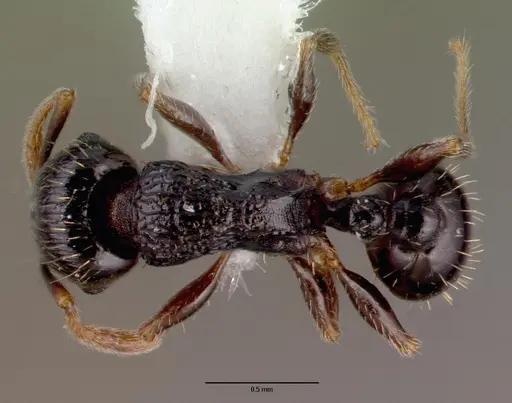 Tetramorium caespitum specimen CASENT0010669 image casent0010669_1