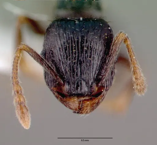 Tetramorium caespitum specimen CASENT0010669 image casent0010669_2