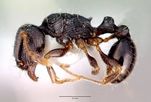 Tetramorium caespitum specimen CASENT0010669 image casent0010669_3