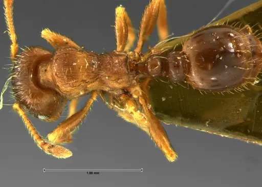 Tetramorium caespitum specimen CASENT0105669 image casent0105669_1