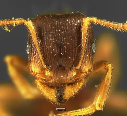 Tetramorium caespitum specimen CASENT0105669 image casent0105669_2