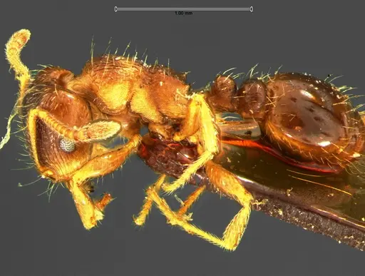 Tetramorium caespitum specimen CASENT0105669 image casent0105669_3