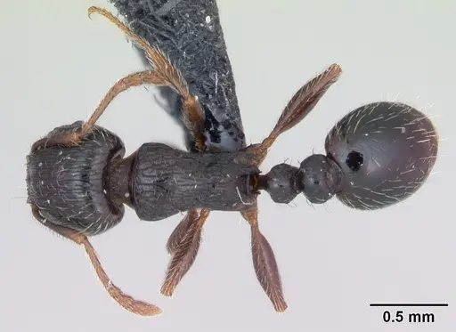 Tetramorium caespitum specimen CASENT0173203 image casent0173203_1