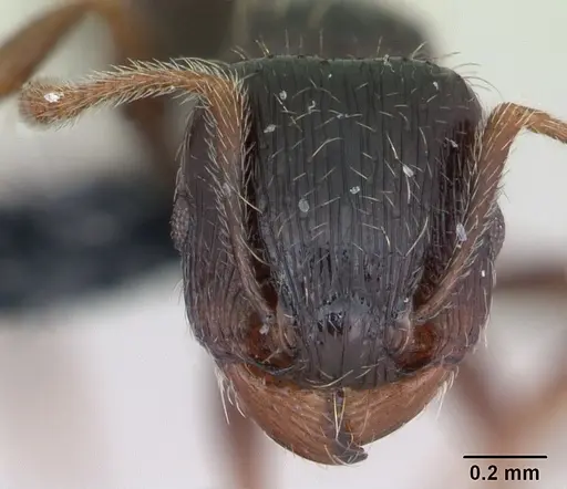 Tetramorium caespitum specimen CASENT0173203 image casent0173203_2