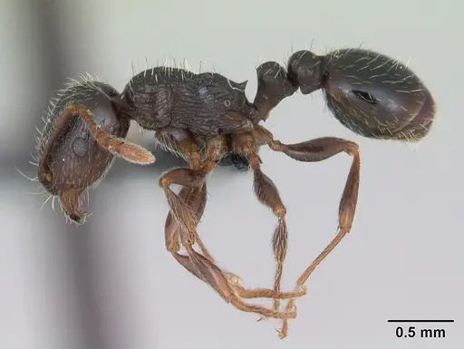 Tetramorium caespitum specimen CASENT0173203 image casent0173203_3