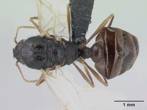 Tetramorium caespitum specimen CASENT0178769 image casent0178769_1