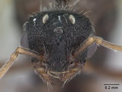 Tetramorium caespitum specimen CASENT0178769 image casent0178769_2