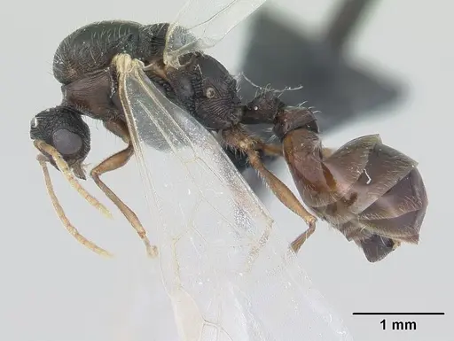 Tetramorium caespitum specimen CASENT0178769 image casent0178769_3