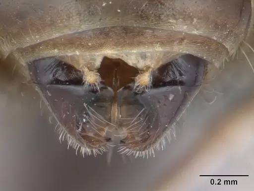 Tetramorium caespitum specimen CASENT0178769 image casent0178769_4