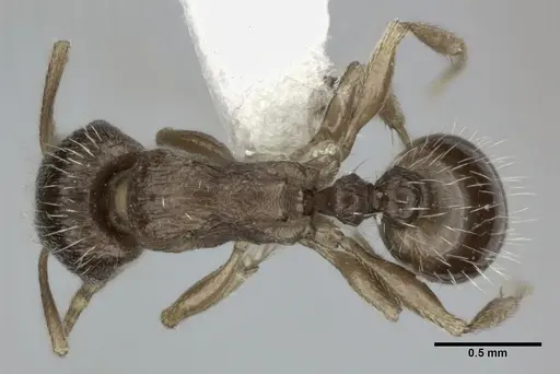 Tetramorium caespitum specimen CASENT0246146 image casent0246146_1