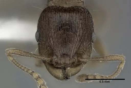 Tetramorium caespitum specimen CASENT0246146 image casent0246146_2