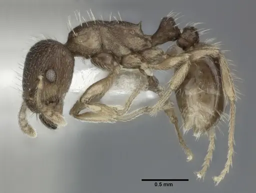Tetramorium caespitum specimen CASENT0246146 image casent0246146_3