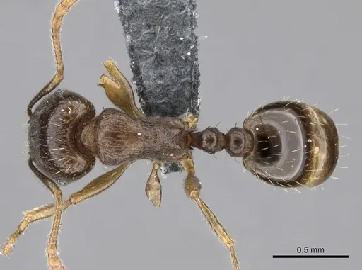Tetramorium caespitum specimen CASENT0264281 image casent0264281_1