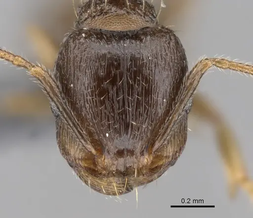 Tetramorium caespitum specimen CASENT0264281 image casent0264281_2