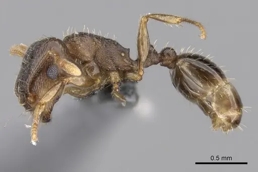 Tetramorium caespitum specimen CASENT0264281 image casent0264281_3
