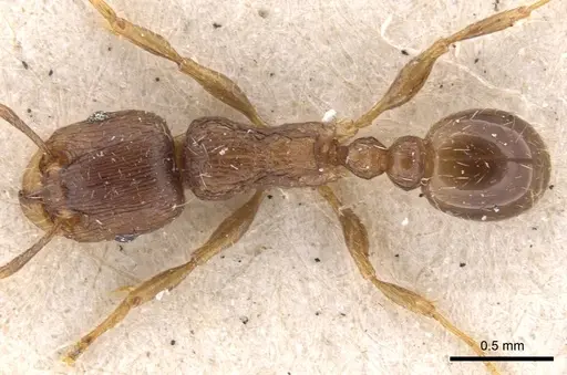 Tetramorium caespitum specimen CASENT0901252 image casent0901252_1