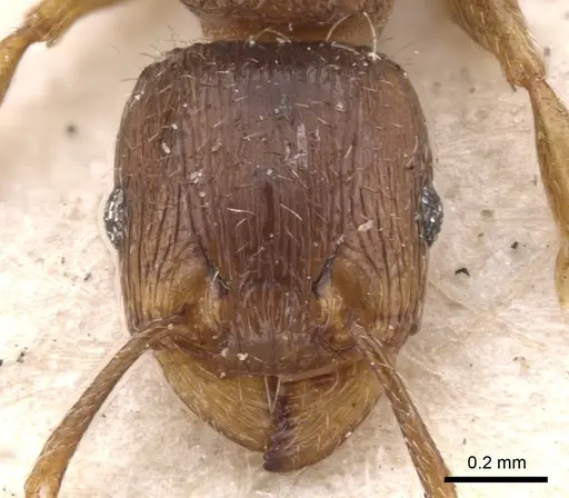 Tetramorium caespitum specimen CASENT0901252 image casent0901252_2