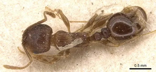 Tetramorium caespitum specimen CASENT0904814 image casent0904814_1
