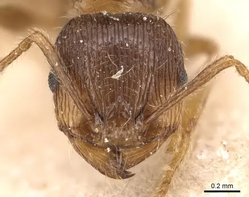 Tetramorium caespitum specimen CASENT0904814 image casent0904814_2