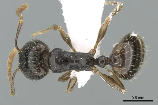 Tetramorium caespitum specimen CASENT0906433 image casent0906433_1