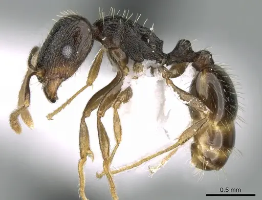 Tetramorium caespitum specimen CASENT0906433 image casent0906433_3