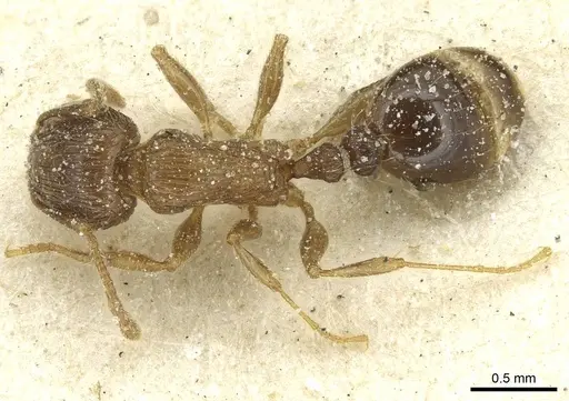 Tetramorium caespitum specimen CASENT0913996 image casent0913996_1