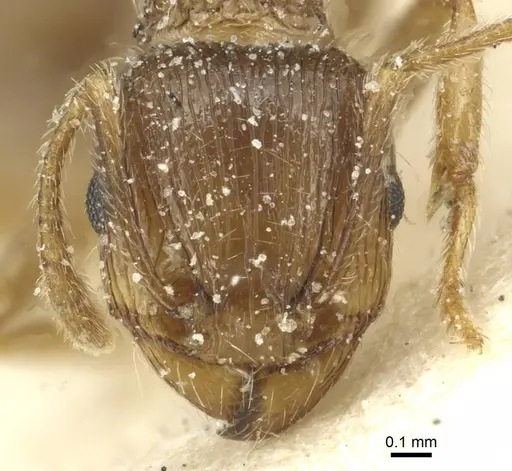 Tetramorium caespitum specimen CASENT0913996 image casent0913996_2
