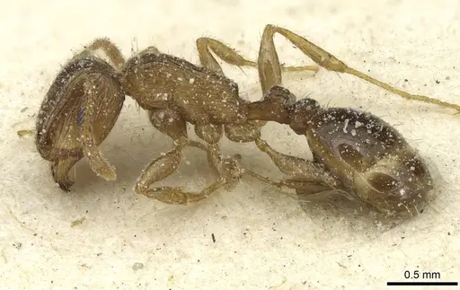 Tetramorium caespitum specimen CASENT0913996 image casent0913996_3