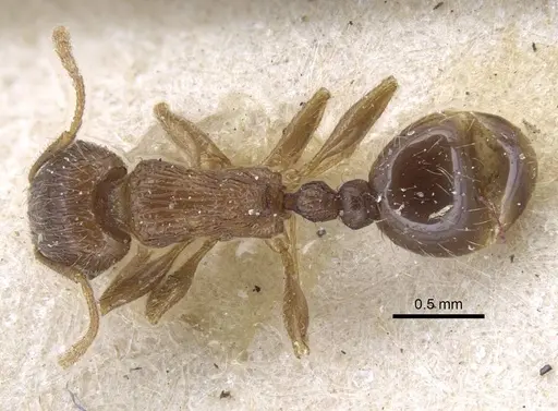 Tetramorium caespitum specimen CASENT0917058 image casent0917058_1
