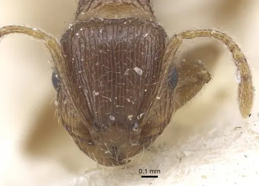 Tetramorium caespitum specimen CASENT0917058 image casent0917058_2