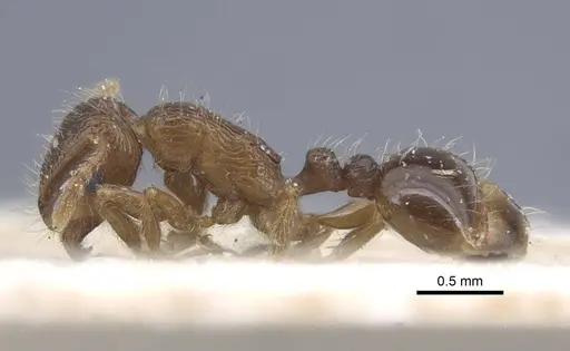 Tetramorium caespitum specimen CASENT0917058 image casent0917058_3