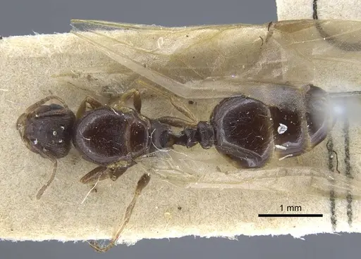 Tetramorium caespitum specimen CASENT0917059 image casent0917059_1