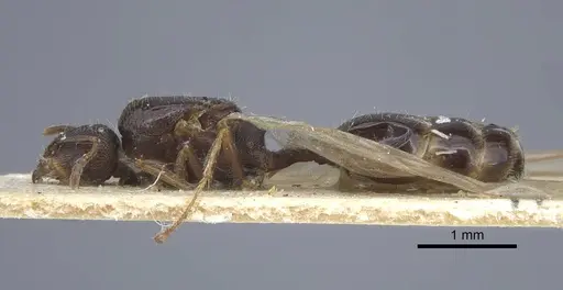 Tetramorium caespitum specimen CASENT0917059 image casent0917059_3