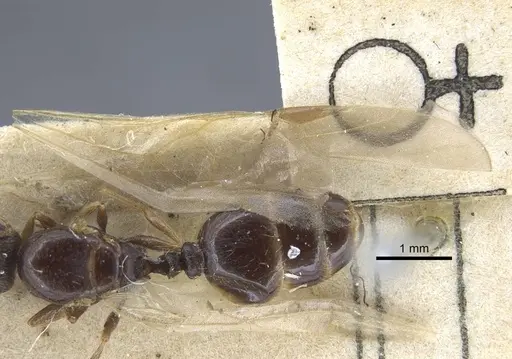 Tetramorium caespitum specimen CASENT0917059 image casent0917059_4