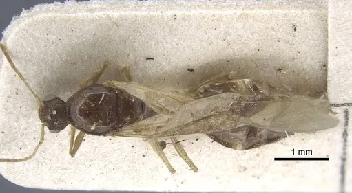 Tetramorium caespitum specimen CASENT0917060 image casent0917060_1