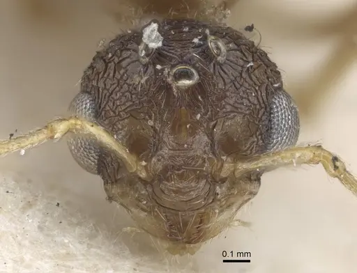 Tetramorium caespitum specimen CASENT0917060 image casent0917060_2
