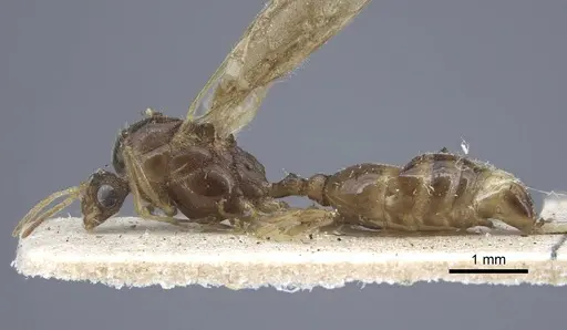 Tetramorium caespitum specimen CASENT0917060 image casent0917060_3