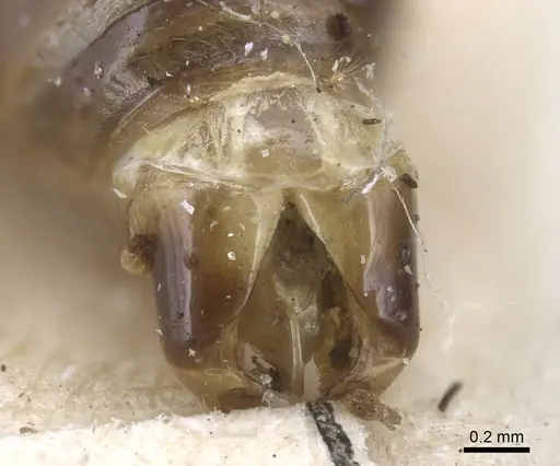 Tetramorium caespitum specimen CASENT0917060 image casent0917060_4