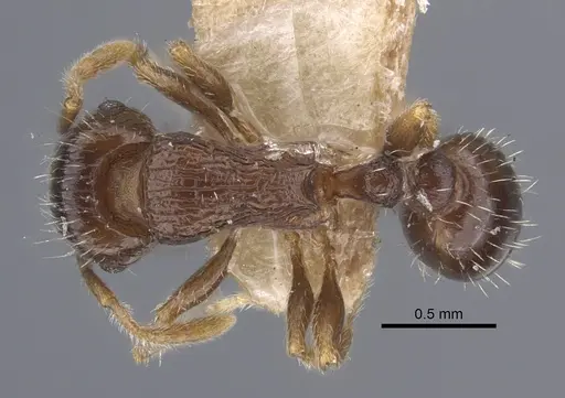 Tetramorium caespitum specimen CASENT0917265 image casent0917265_1