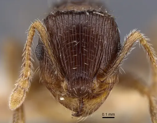 Tetramorium caespitum specimen CASENT0917265 image casent0917265_2