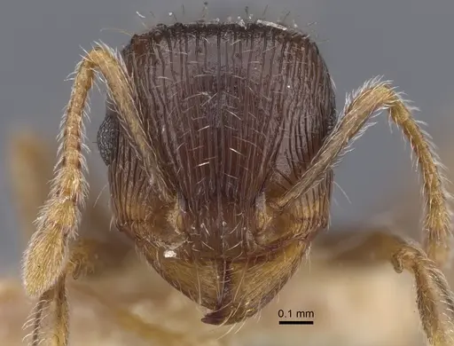 Tetramorium caespitum specimen CASENT0917265 image casent0917265_3