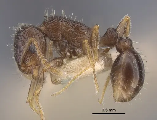 Tetramorium caespitum specimen CASENT0917265 image casent0917265_4