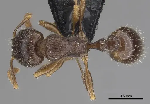 Tetramorium caespitum specimen CASENT0919632 image casent0919632_1