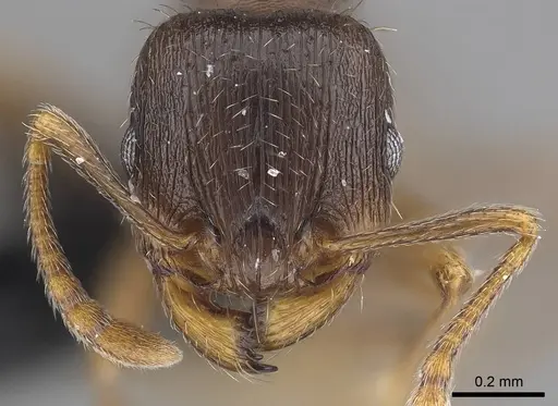 Tetramorium caespitum specimen CASENT0919632 image casent0919632_2